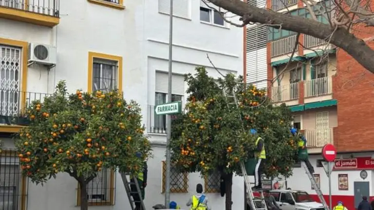 Recogida de naranjas en Huerta Mena.