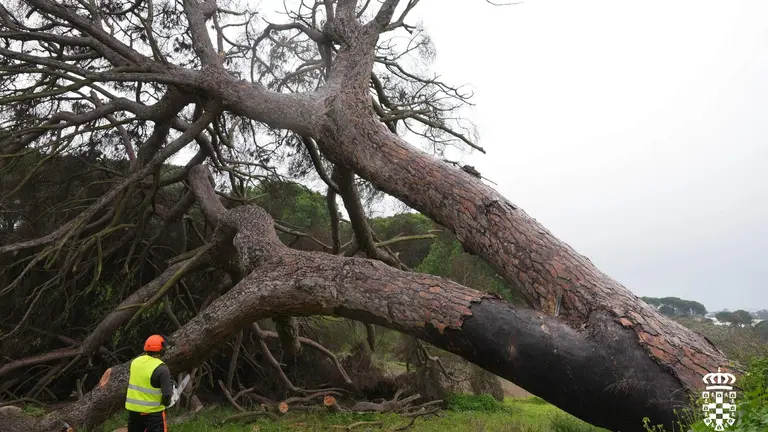 Tala del pino de Fuentepi&ntilde;a en Moguer. / Fotograf&iacute;a: Ayuntamiento de Moguer.