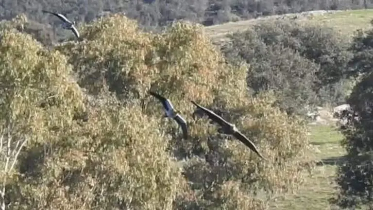 &Aacute;guila pigargo europea