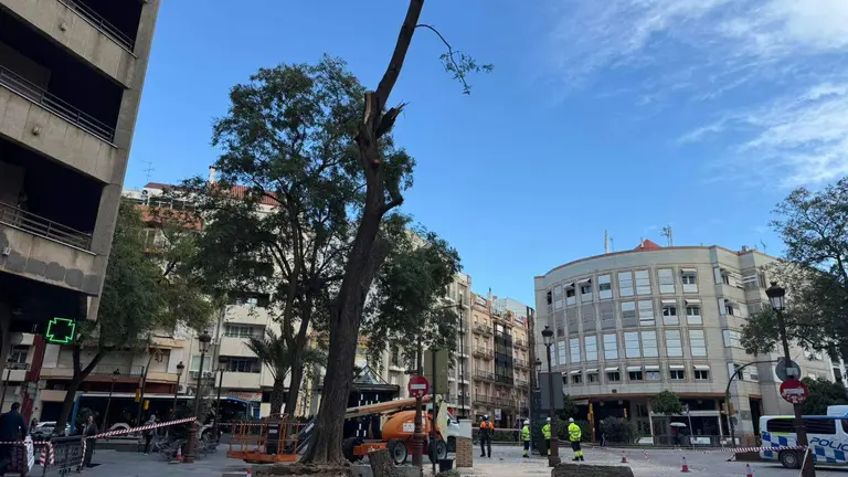 Revisi&oacute;n de los &aacute;rboles en Huelva.