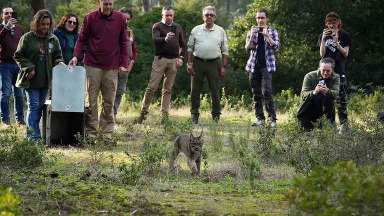 Suelta de un lince en Do&ntilde;ana.