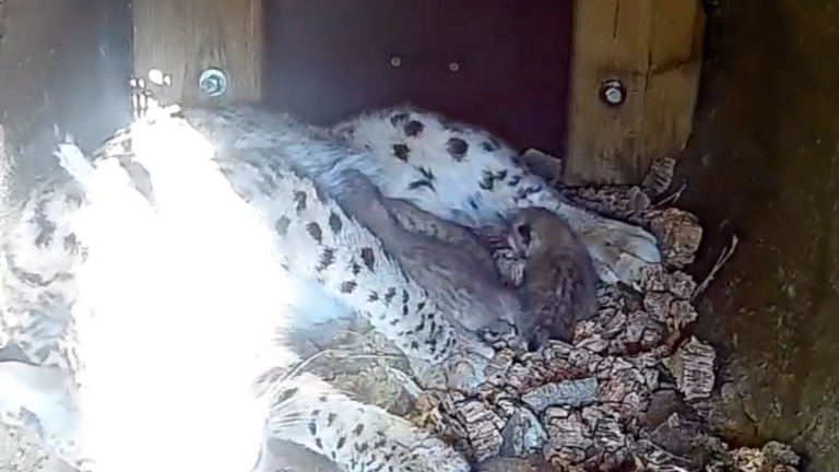 Utop&iacute;a con sus cachorros.