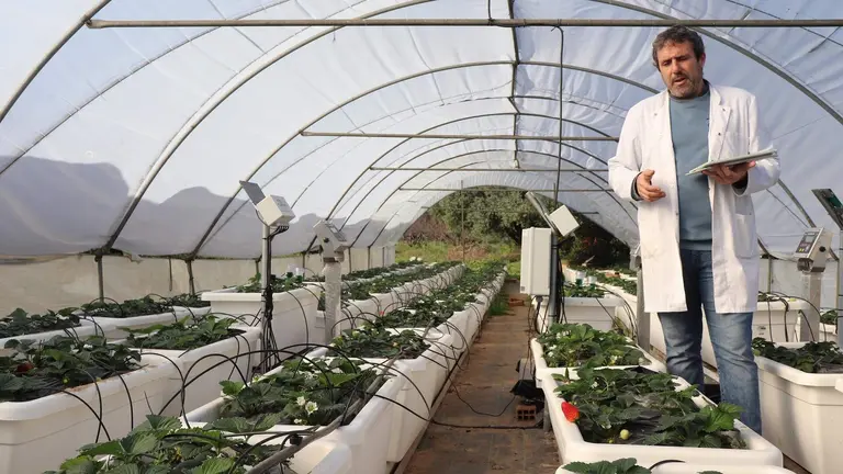 proyecto-bioestimulantes-algas-fresas-002