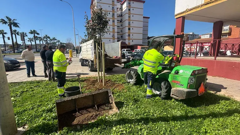 Plantaci&oacute;n &Aacute;rboles Nuevo Colombino (7)