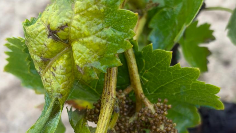 El Condado de Huelva activa la alerta por mildiu tras detectar los primeros focos en el vi&ntilde;edo
