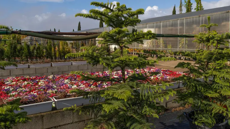 Plantaci&oacute;n de flores en Huelva capital.