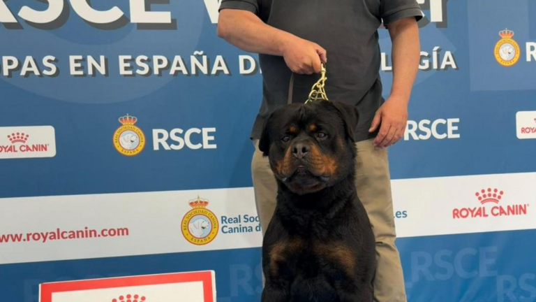 Un rottweiler de Nerva se proclama campe&oacute;n de Espa&ntilde;a en Valladolid