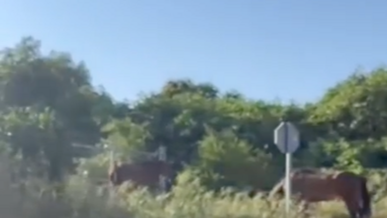Caballos sueltos en Bonares