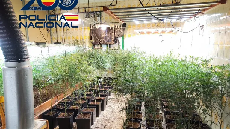 Desmanteladas tres plantaciones de marihuana en Huelva con cinco detenidos