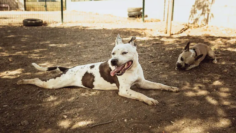 Centro acogida animales