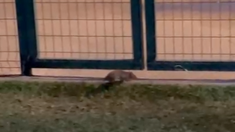 Imagen de una rata en Rociana.