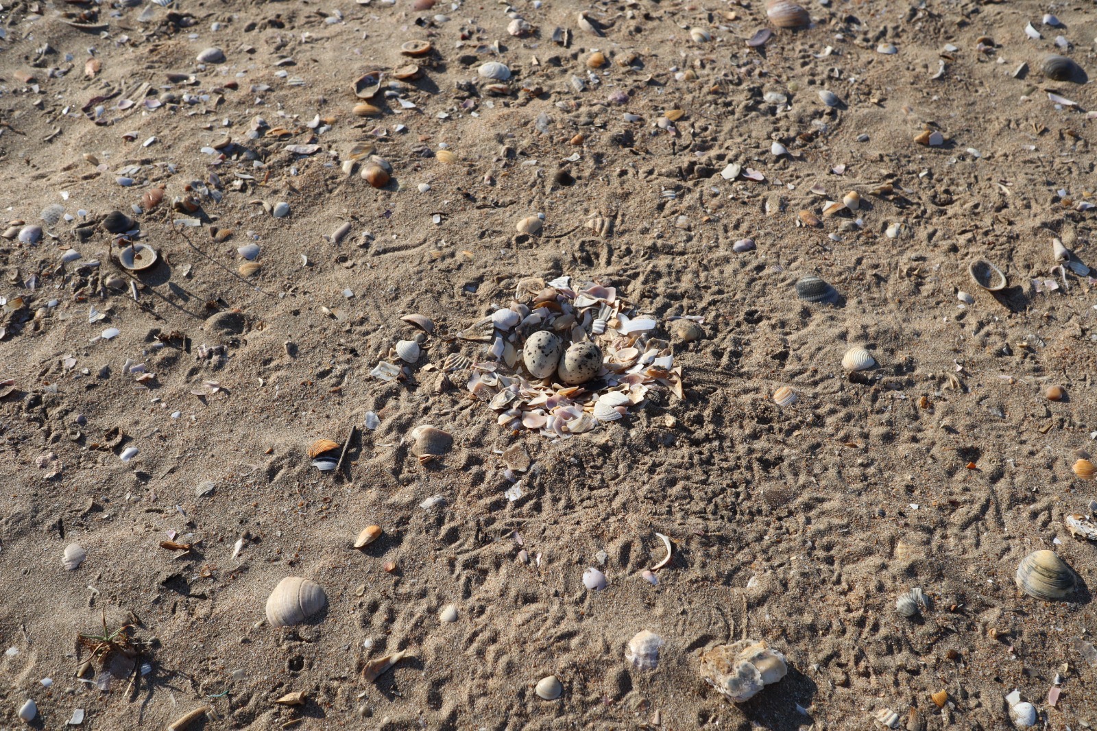 Nido de chorlitejo en la arena de Punta Umbría.