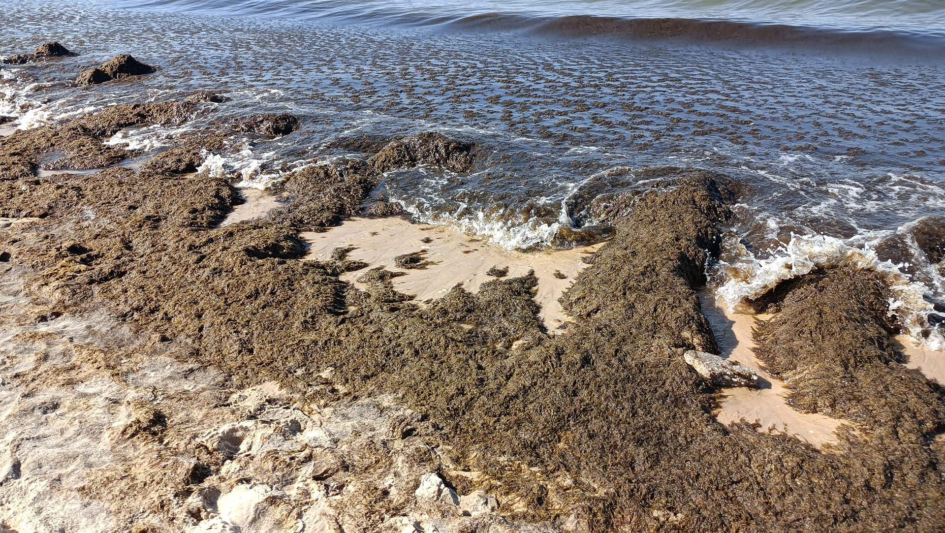 Algas en la playa de Matalascañas