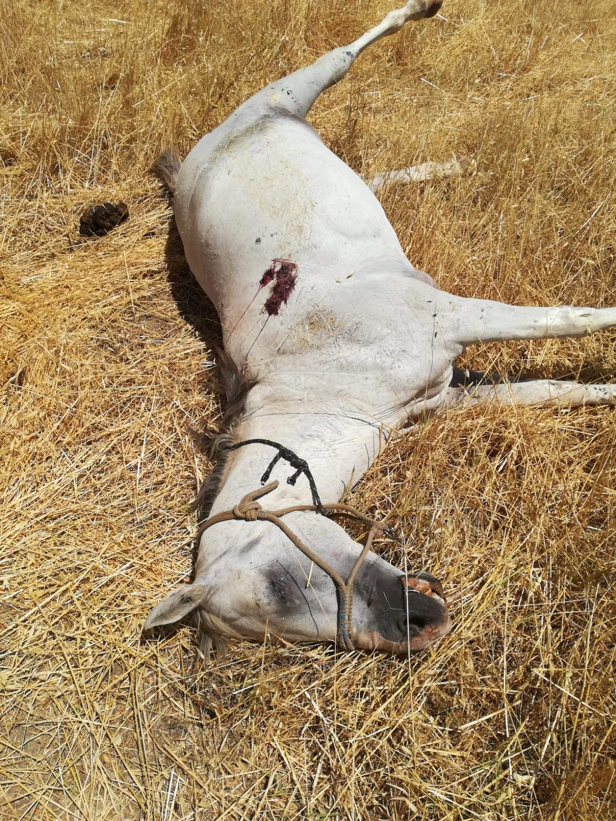 Una de las yeguas asesinadas.