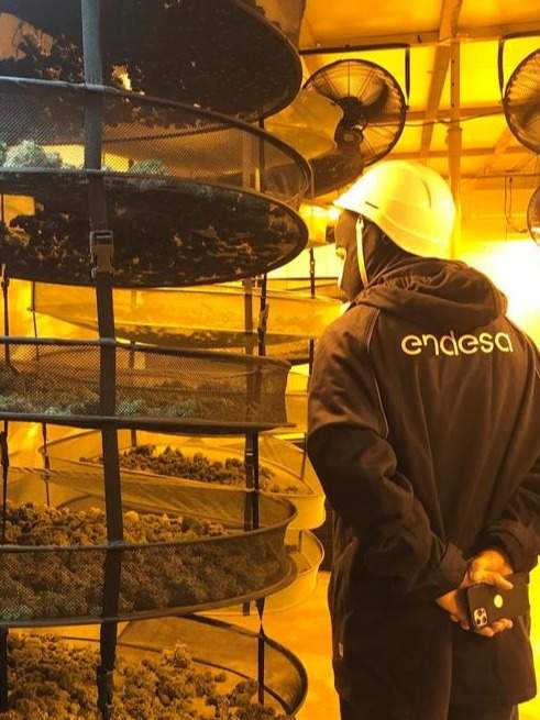 Inspección en una plantación de marihuana.