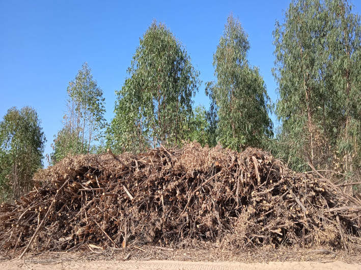 Restos de podas forestales abandonados