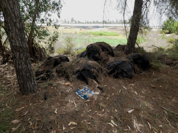 Plasticos agricolas abandonados en finca y en pinar cercano