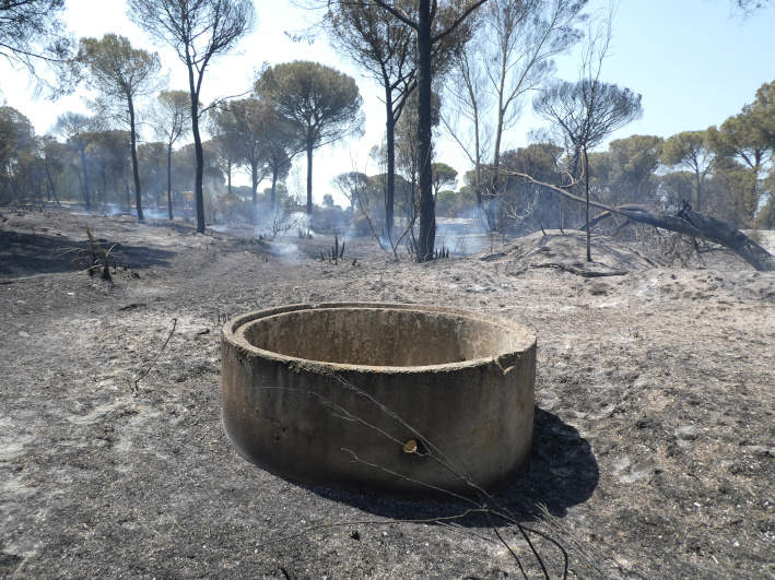 El arroyo Don Gil estaba poblado de eucalipto y cañas