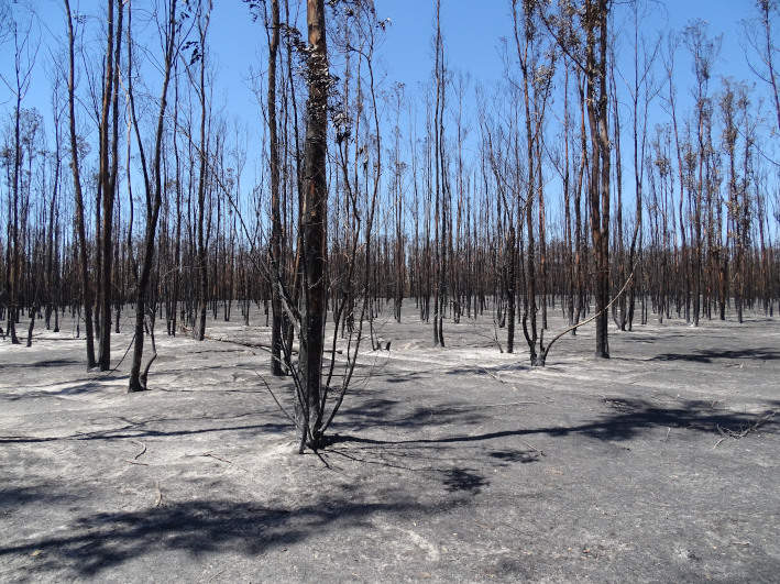 Cultivo de eucalipto calcinado en el último incendio en Doñana
