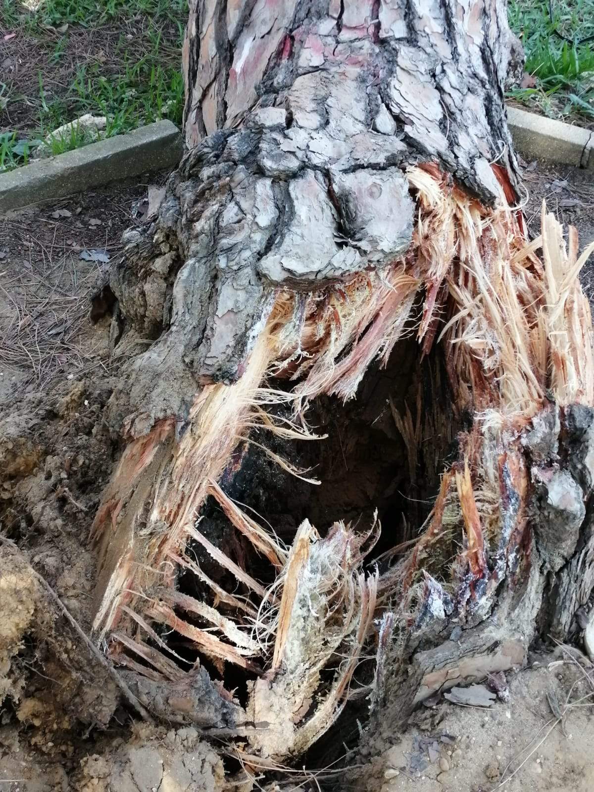 El árbol se encontraba podrido por el golpeo continuado de los aspersores