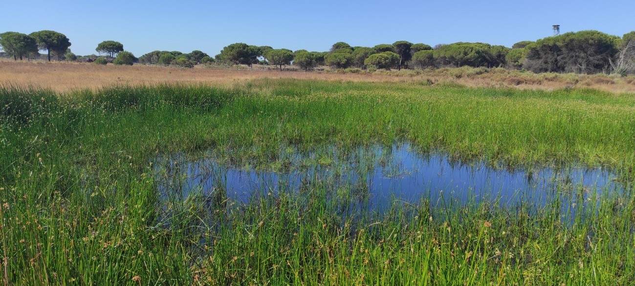 La laguna de Moguer se resiste a ser devorada por la sequía.
