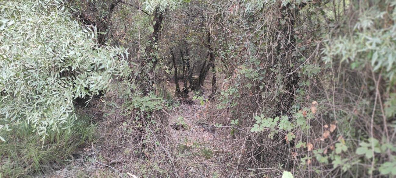 Arroyo de La Rocina. (Cabezudos-Almonte). Su cauce lleno de maleza espera el agua para seguir bañando la marisma de Doñana.