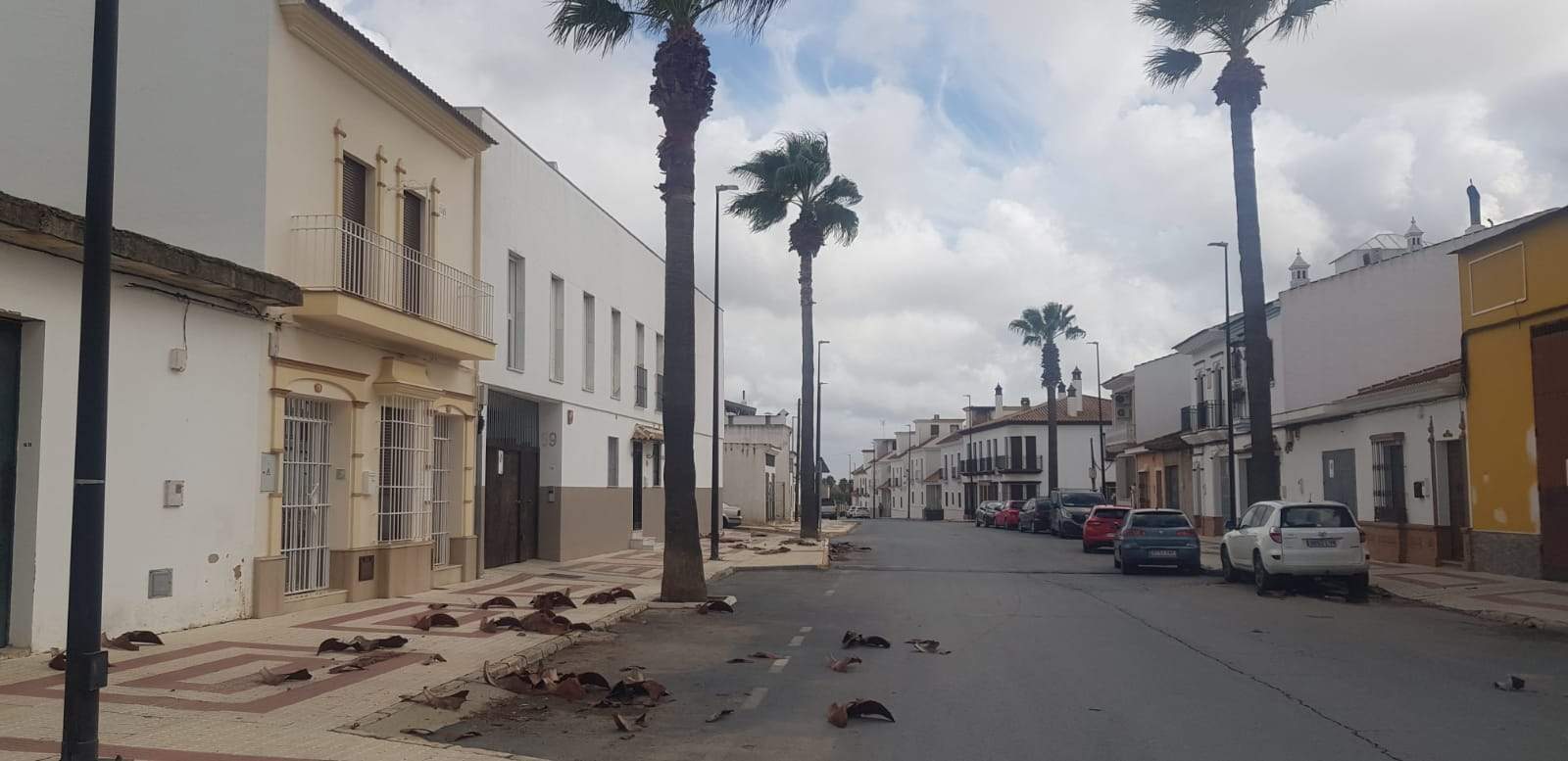 El desprendimiento de las ramas secas de las palmeras pudo haber dañado a los viandantes