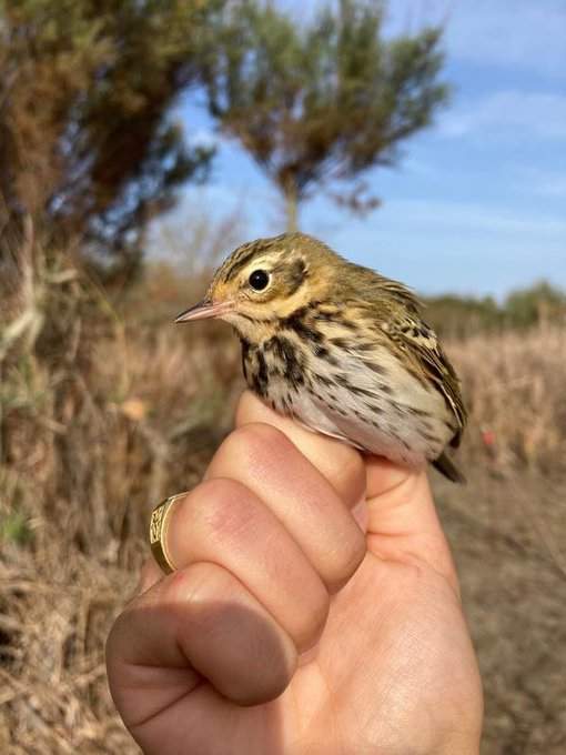 El pequeño Bisbita de Hodgson (Anthus hodgsoni), protagonista de esta hazaña aérea