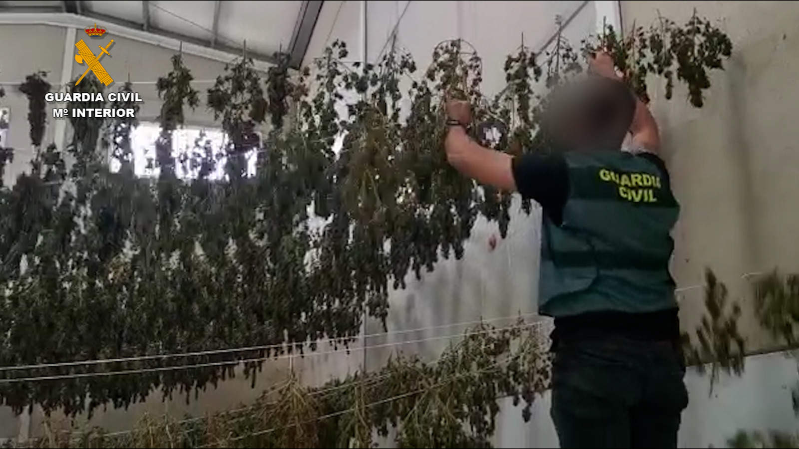 Planta de secado de la marihuana