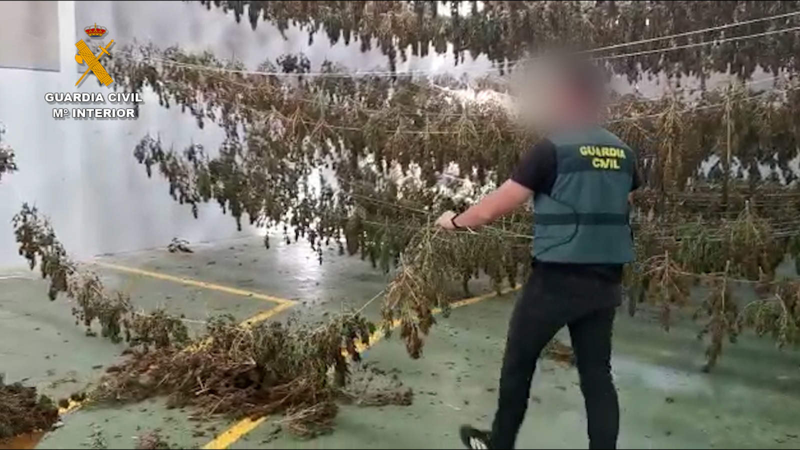 Miles de plantas preparadas para su venta