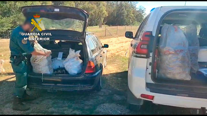 Transporte de piñas