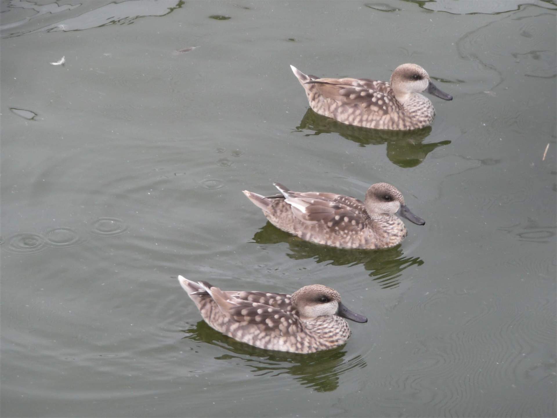 Aves acuáticas en una charca artificial de Doñana