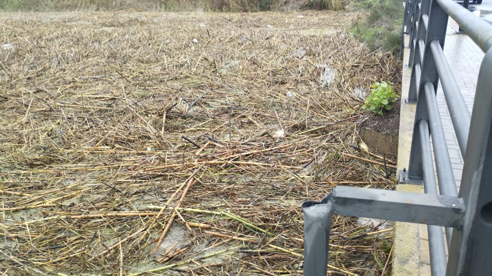 Arroyo El Chorrito , al borde de un puente casi taponado