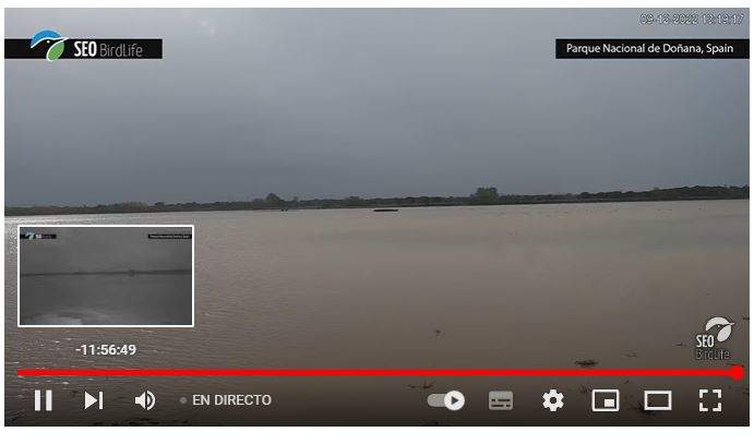 Cámara instalada en Doñana