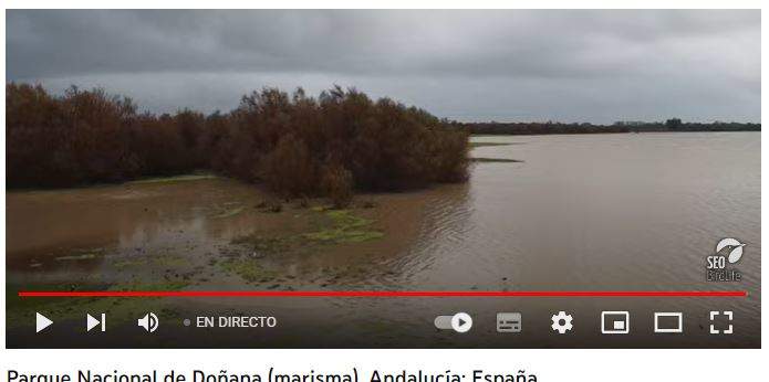 Marismas