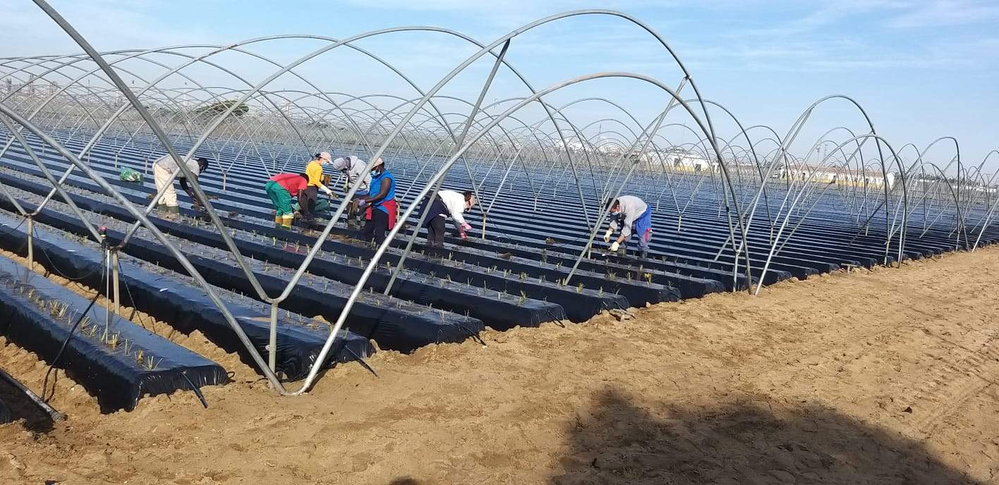 Campos de cultivo en Huelva