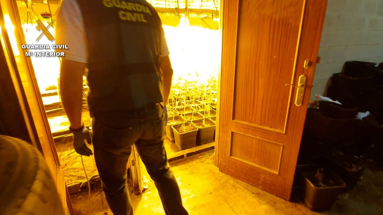 Un agente inspecciona la instalación de cultivo de droga en una vivienda
