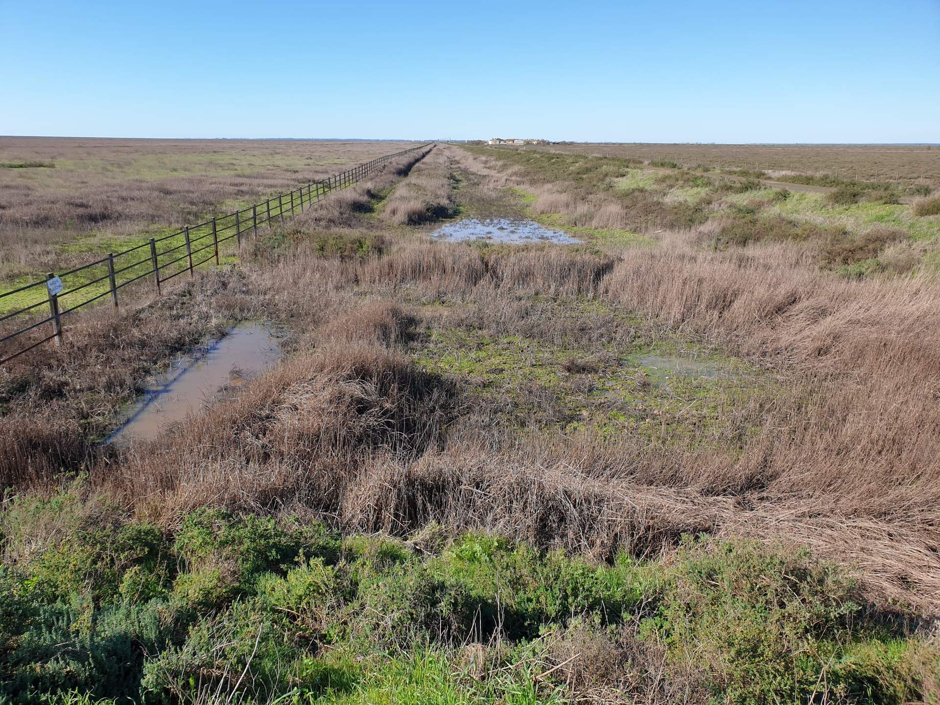 Estado actual de otra zona de Doñana