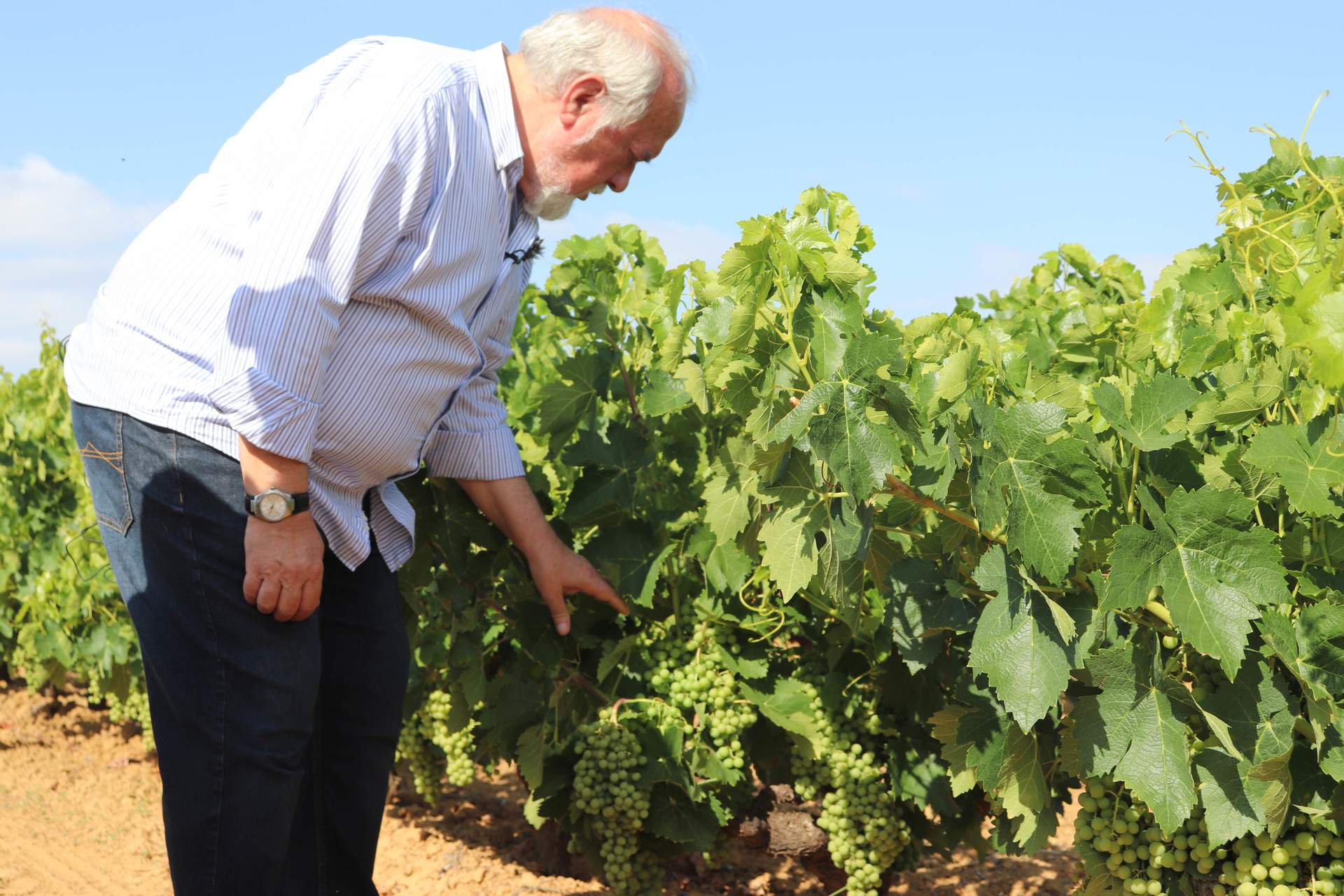 Manuel Infante, presidente de la DOP Condado de Huelva. Junio 2023
