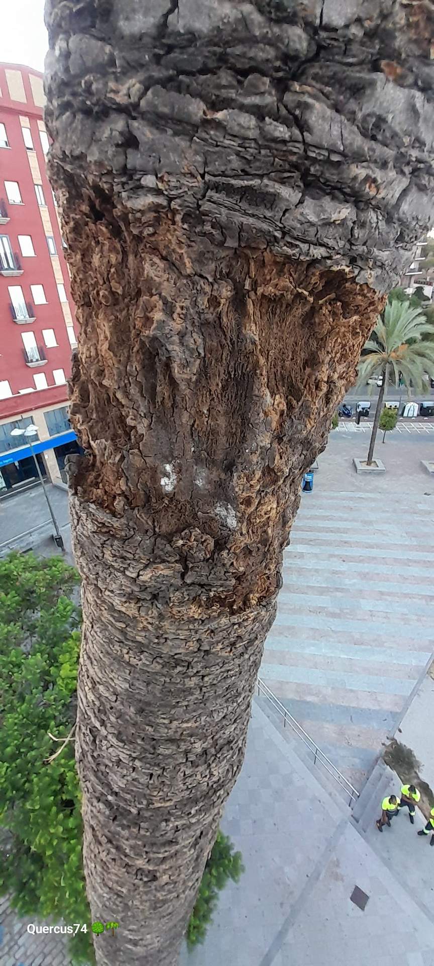 Palmera con el interior del tronco seco y deteriorado
