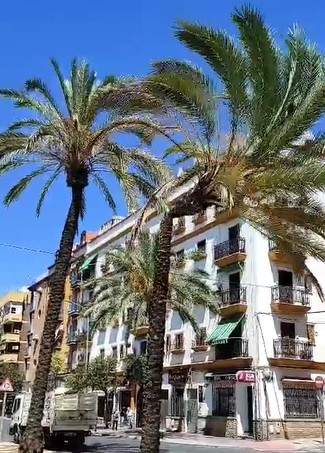 Provocando la caída de otra palmera afectada