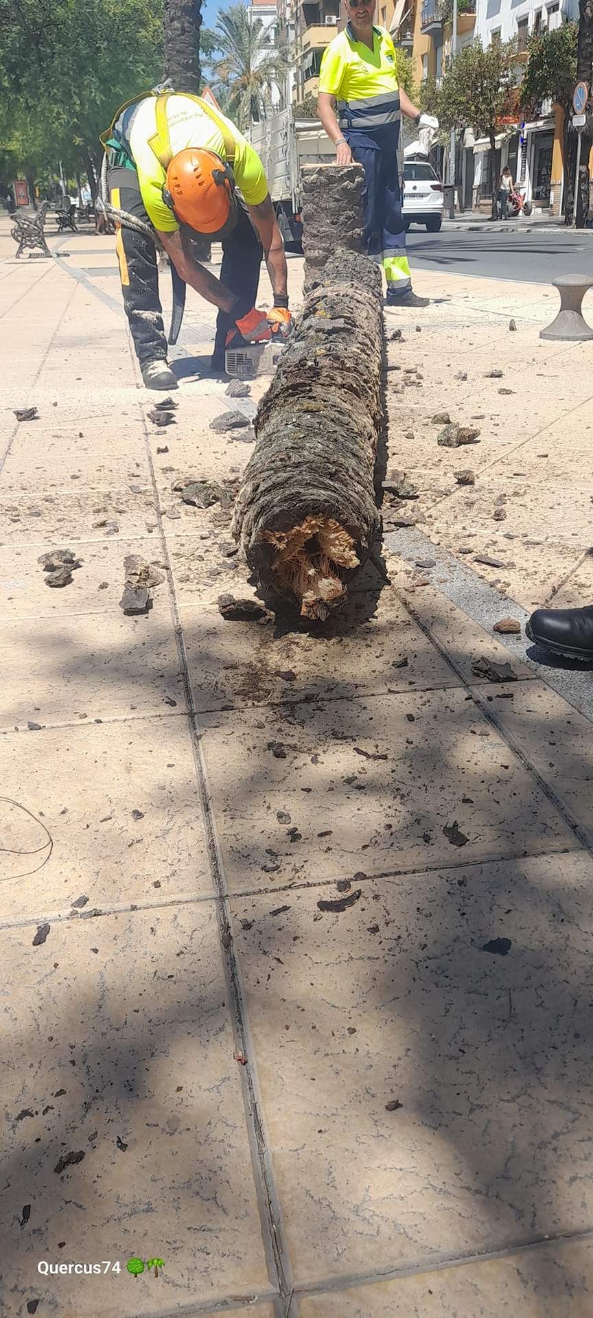 Observando los daños de una palmera talada recientemente