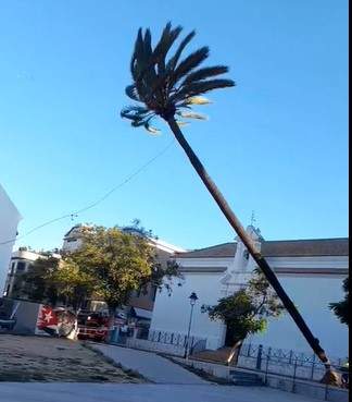 Caida Palmera Soledad