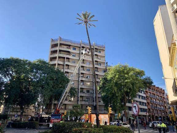 Revision de la icónica Palmera de Quintero Báez, en diciembre de 2021