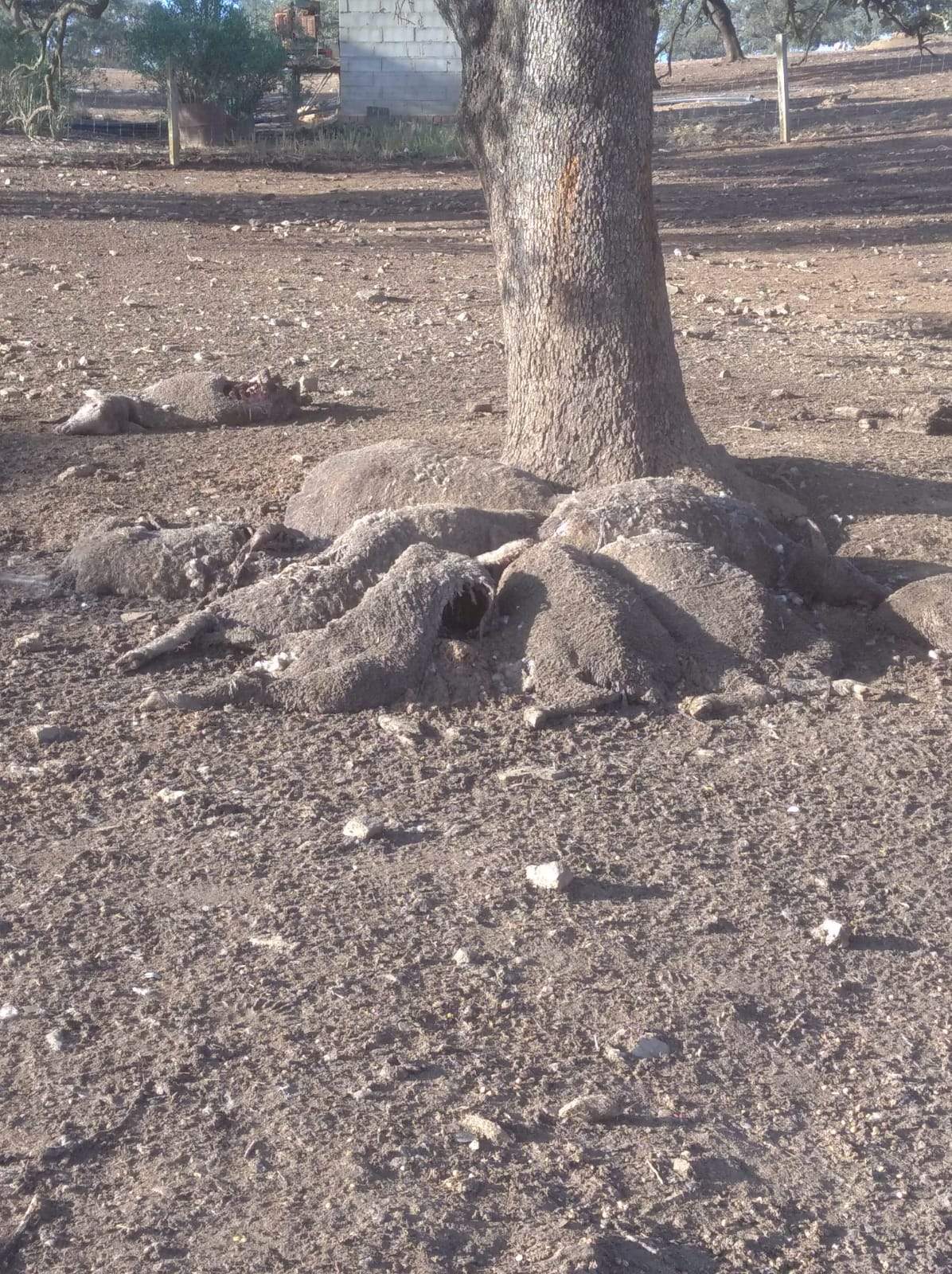 Ataque de buitres, cadáveres en una explotación ovina y caprina