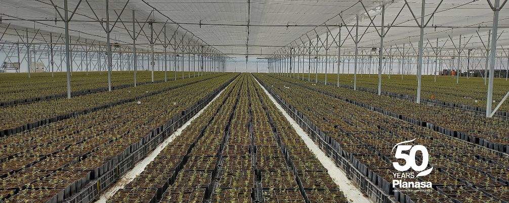 Campos de cultivo de plantas