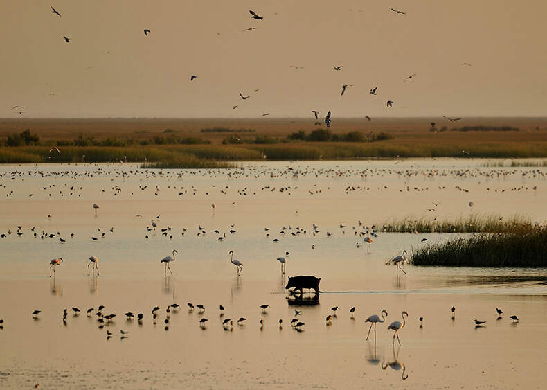 Parque Nacional Doñana