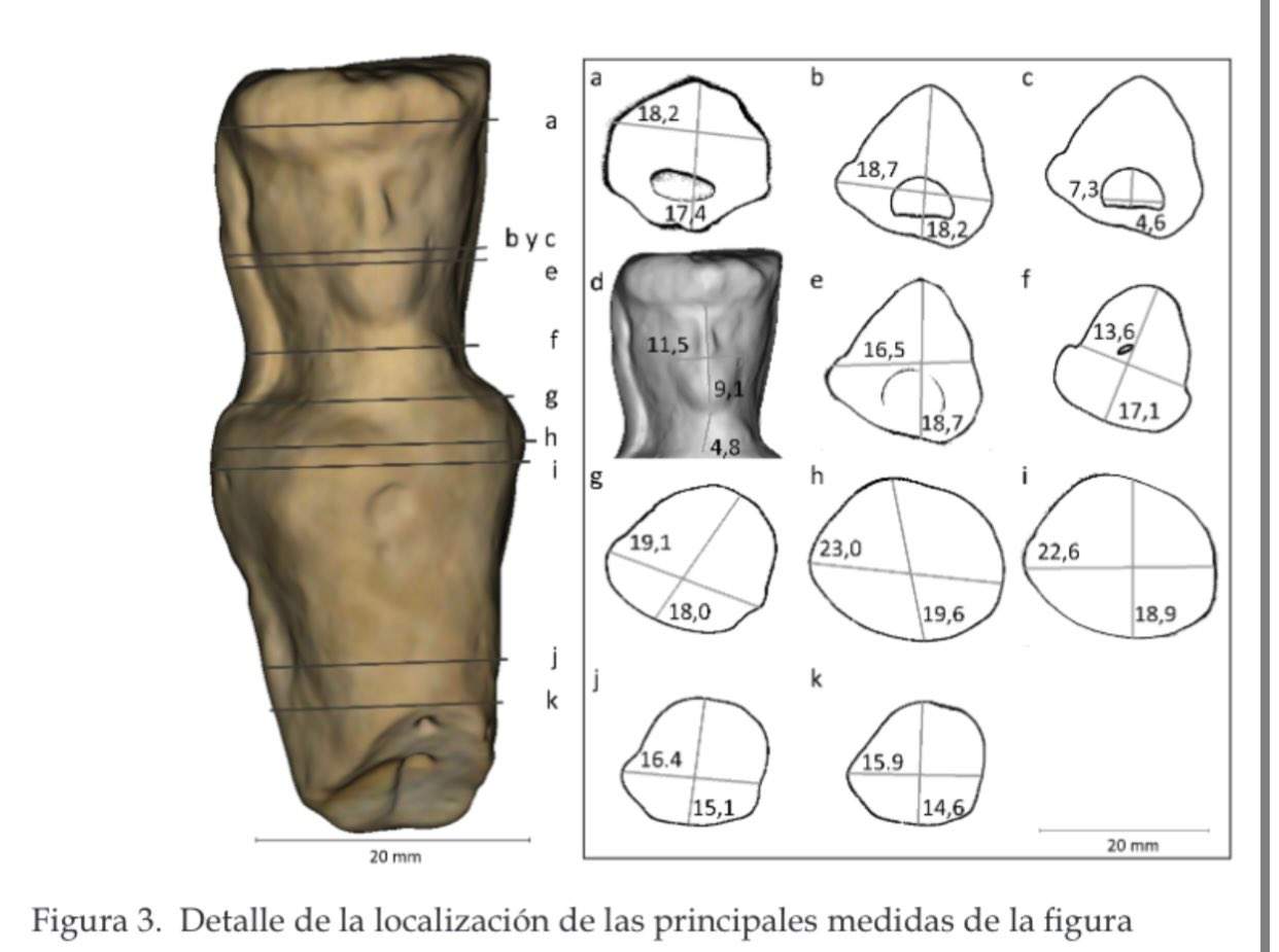 'Pito de Doñana hallado en la zona de la Laguna Dulce