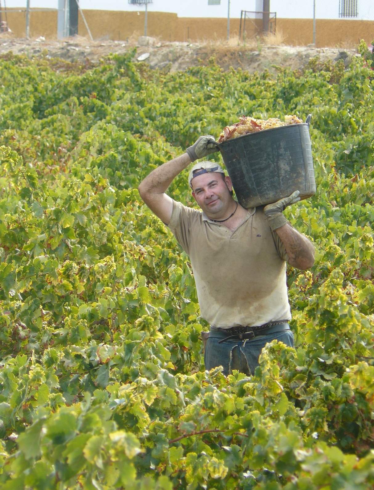 Vendimia 2012 2