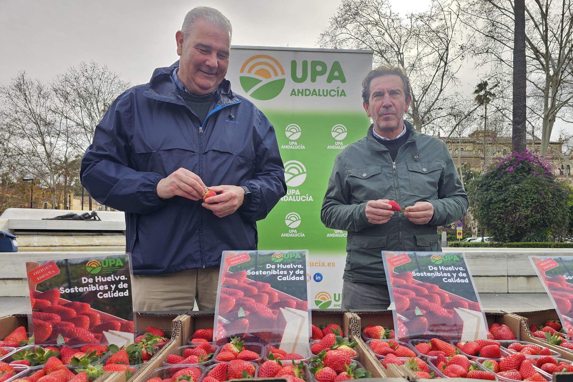 UPA reparte fresas hoy en Sevilla